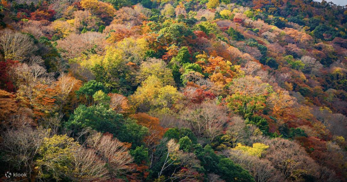 秋季限定】九州佐賀紅葉狩り日帰りツアー｜太宰府＋九年庵＋環境
